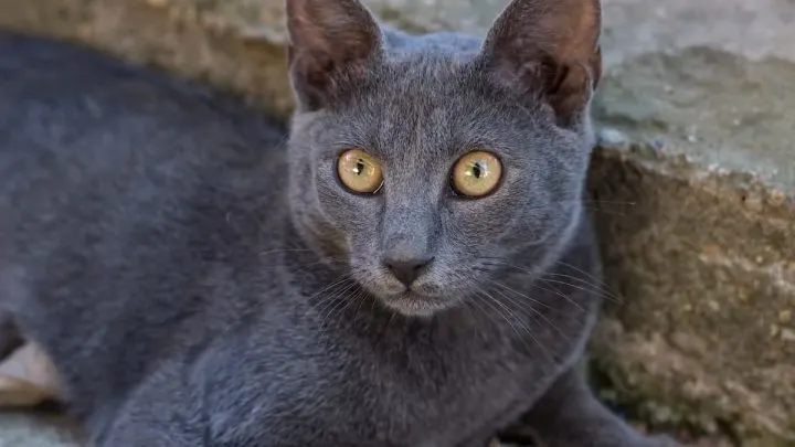 13 Grey Cat Breeds &ndash; An Overview With Pictures!