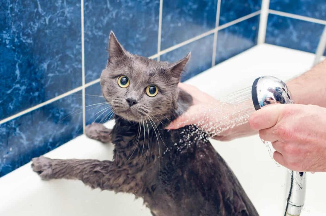 Why Do Cats Cry When You Give Them a Bath? All You Need To Know