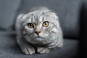 scottish fold