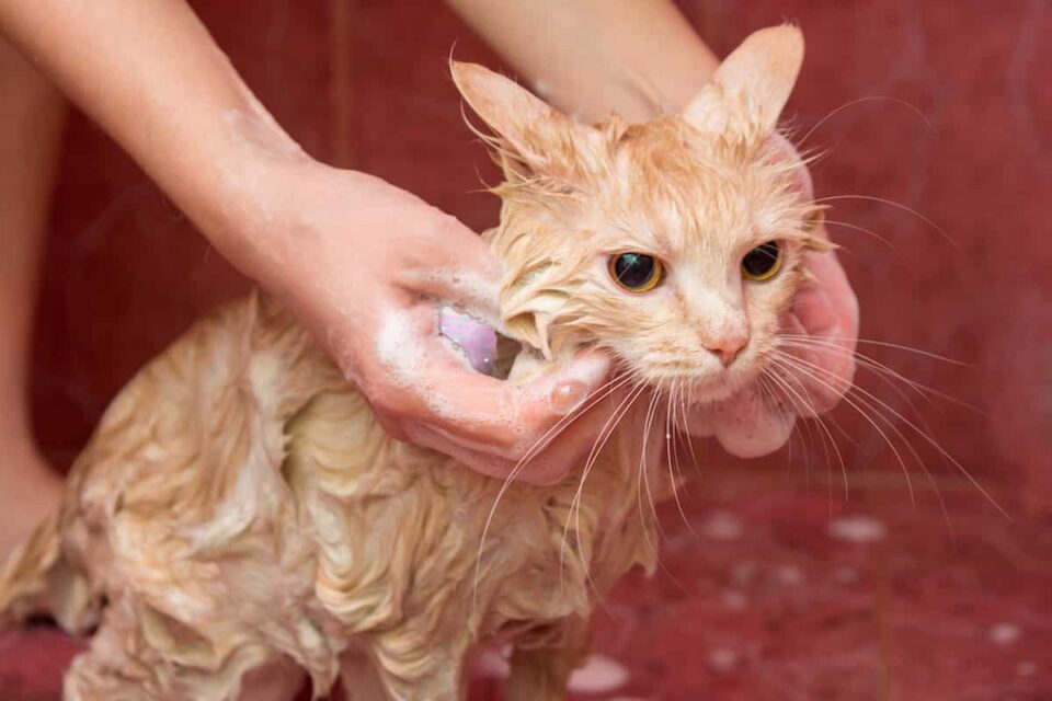 Why Do Cats Cry When You Give Them a Bath? All You Need To Know