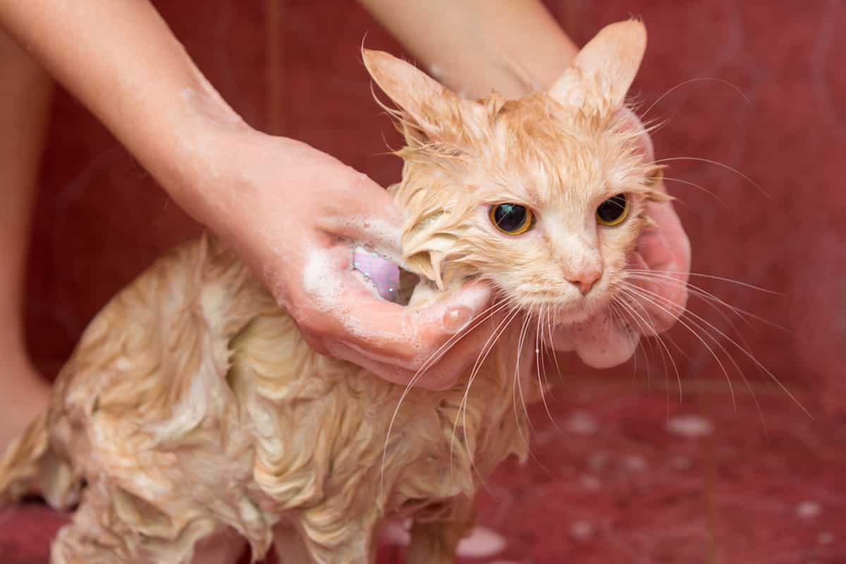 Why Do Cats Cry When You Give Them a Bath? All You Need To Know