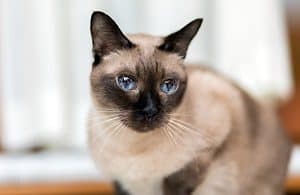 siamese cat