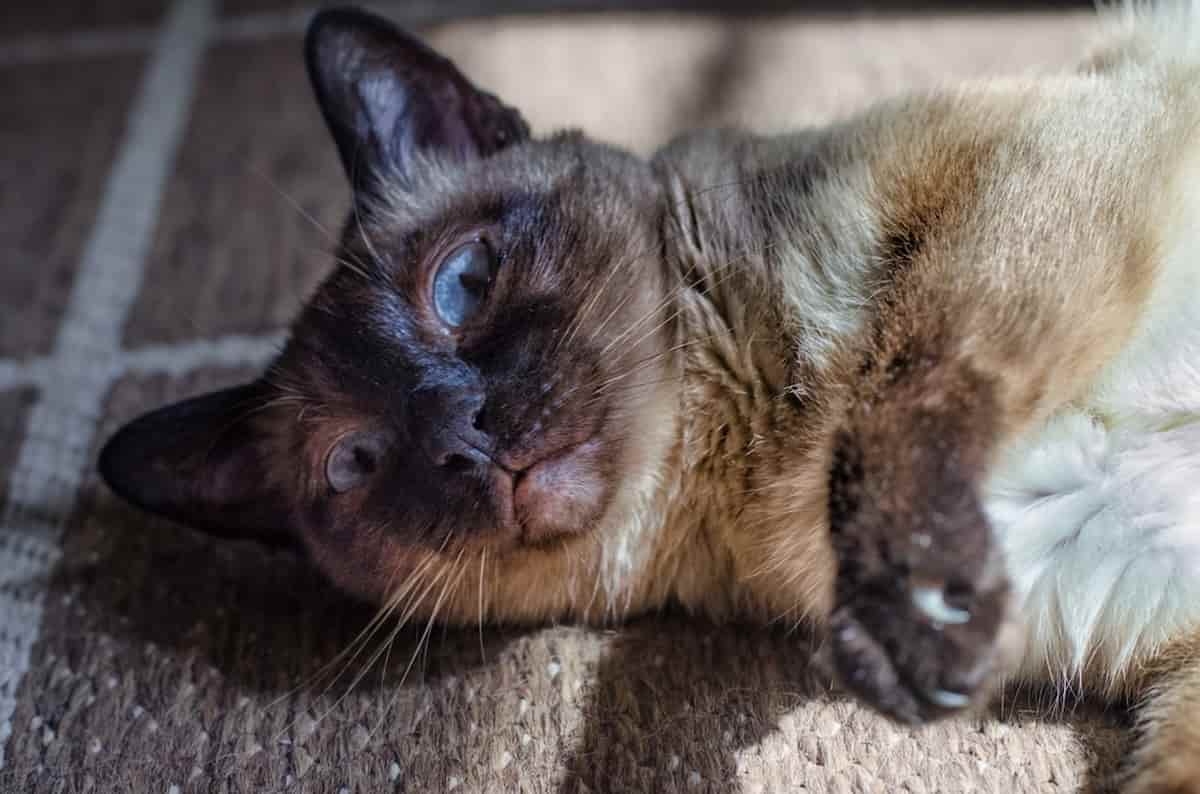 Why Do Siamese Cats Meow Weird Unraveling The Mystery