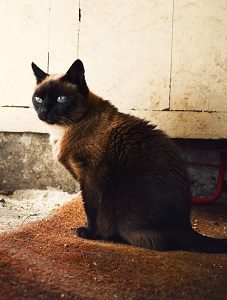 black siamese cat