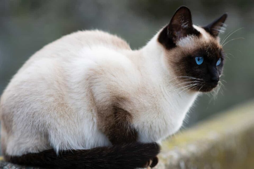 Why Do Siamese Cats Meow Weird Unraveling The Mystery