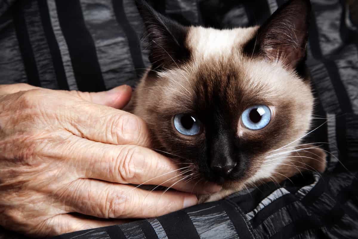 Why Does My Siamese Cat Only Like Me The Odd Behavior Explained