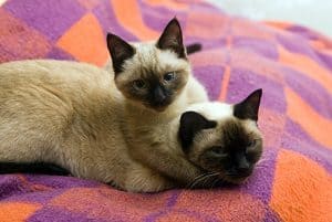 How Long Do Siamese Cats Stay Pregnant Timeline Stages Faqcats Com