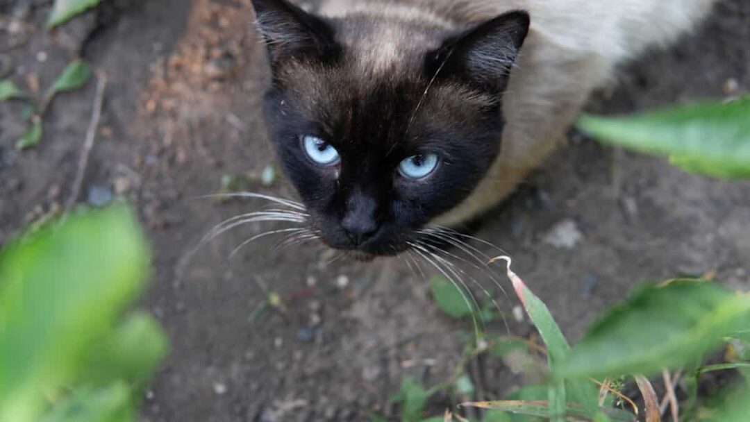 Why Do Siamese Cats Have Round Pupils