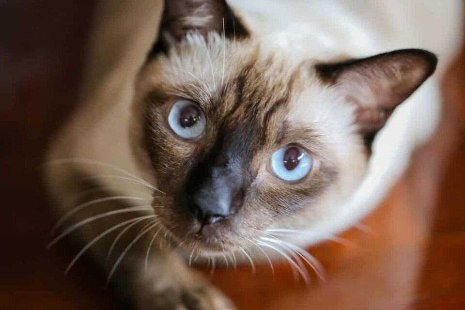 Curated visual reference: Fresh Look at Can Siamese Cats Get Fleas