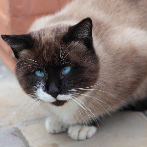 cross eyed siamese