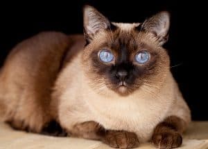 Do Siamese Cats Like To Be Held Personality And Behavior Faqcats Com