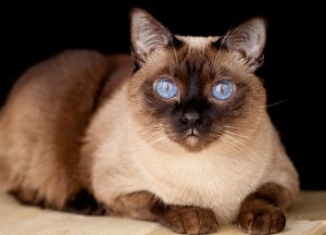Do Siamese Cats Like To Be Held – Personality And Behavior