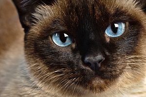 Average Lifespan Of A Siamese Cat? 