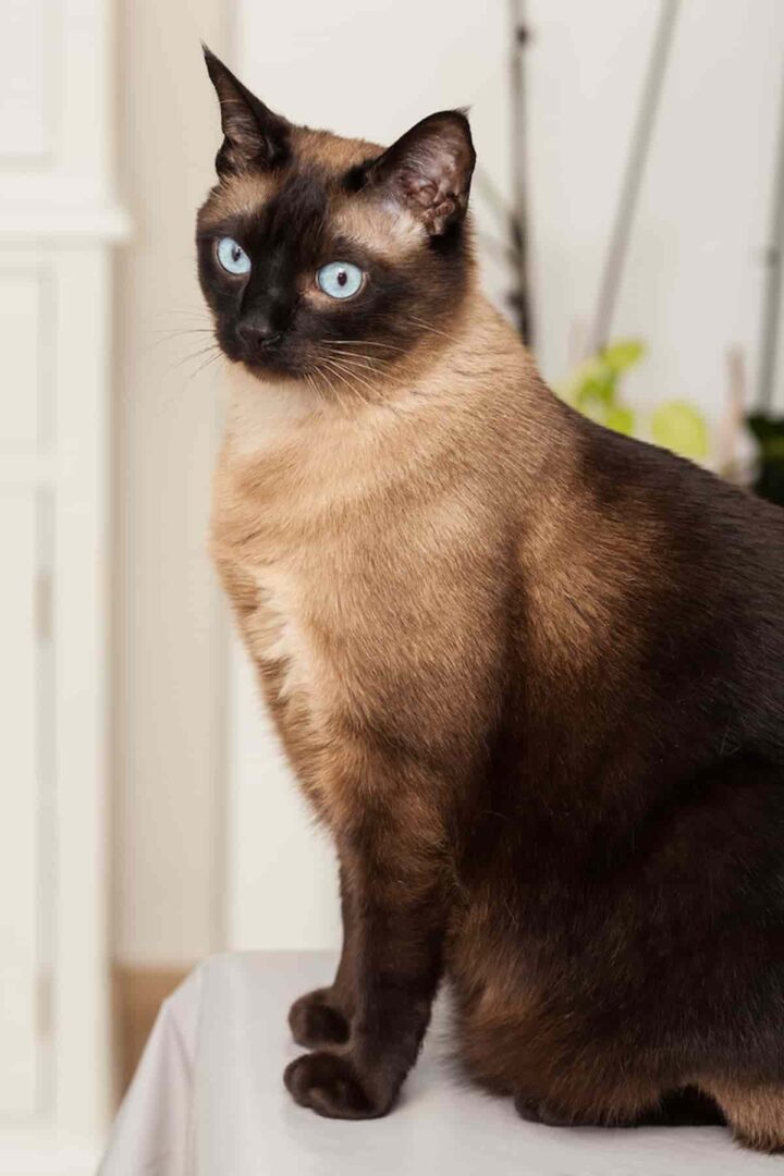 How Many Litters Can A Siamese Cat Have? Discover The Answer Here