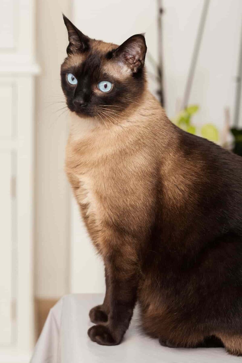 How Many Litters Can A Siamese Cat Have? Discover The Answer Here