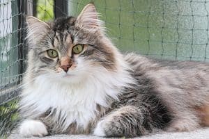 siberian cat