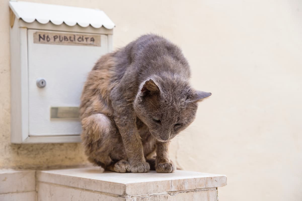 My Cat’s Shoulder Blades Stick Out Here’s What You Can Do To Help