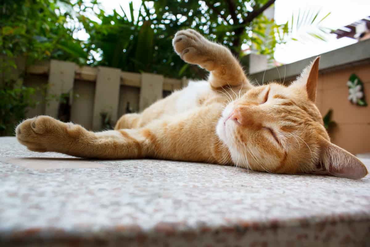 Why Do Cats Act Slow Understanding Their Lethargic Behavior