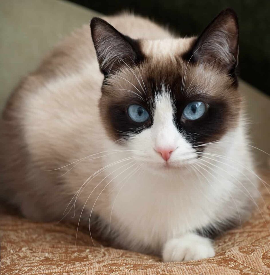 Snowshoe Lynx Point Siamese – All You Need To Know! – FAQcats.com