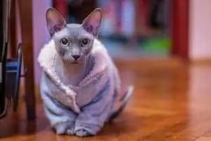 hairless cats in clothes