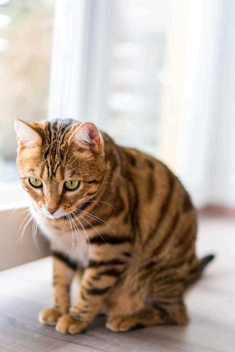 Why Do Bengal Cats Smell 12 Possible Causes!