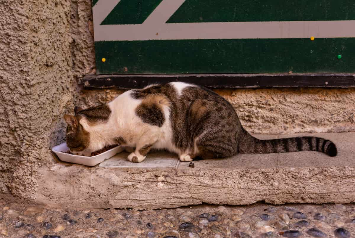 How To Stop Stray Cats From Hanging Around Your House Effective