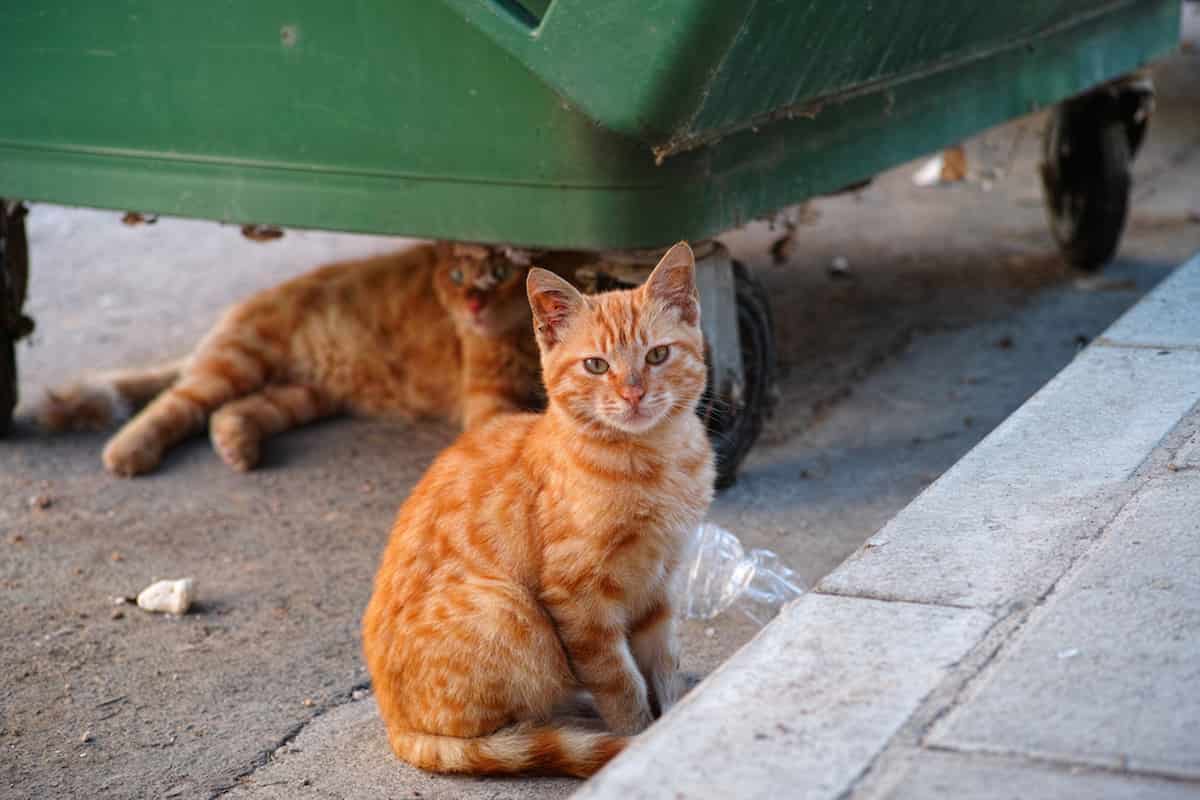 How To Stop Stray Cats From Hanging Around Your House Effective