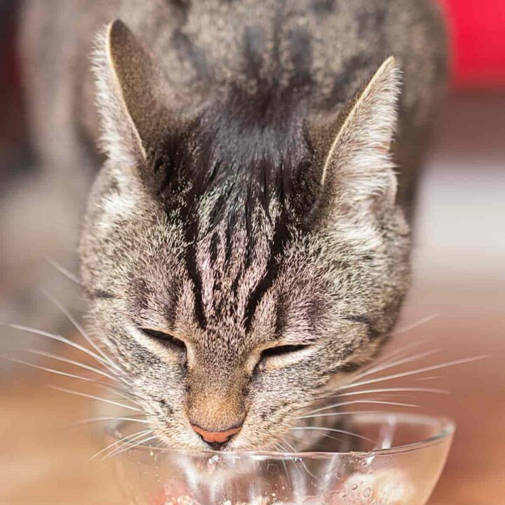 How Long Can Wet Cat Food Sit Out FAQcats