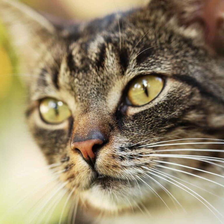 Tabby Cat Personality Social, Intelligence & More Explained