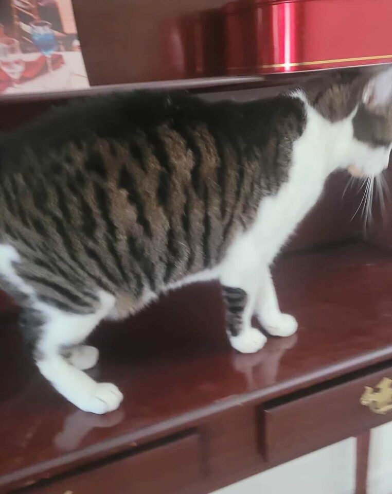 Should I Let My Cat On The Counter