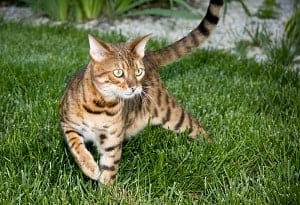 tabby cats vs tiger cats