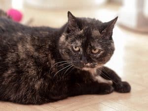 tortoiseshell bobtail cat