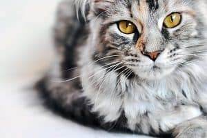 What Is A Tabby Maine Coon Cat Complete Guide Faqcats Com