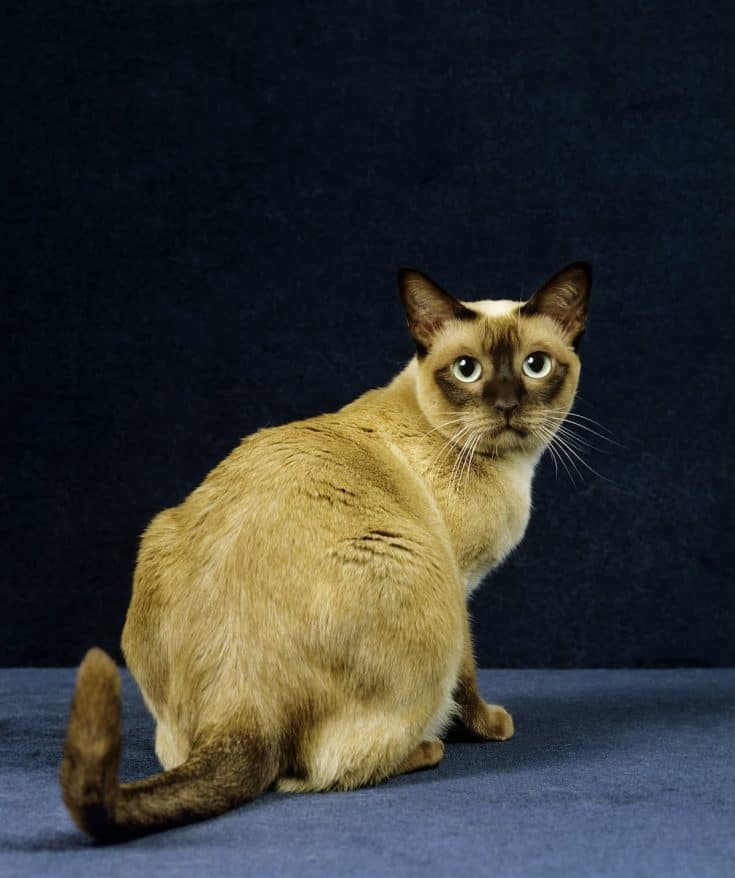 16 Most Affordable Cat Breeds (Prices & Pictures)