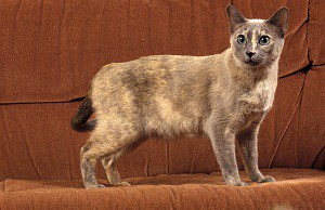 Can Tonkinese Cats Go Outside – Pros And Cons