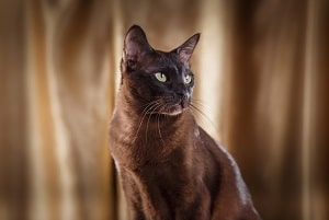 Do Tonkinese Cats Like Water – What You Should Know
