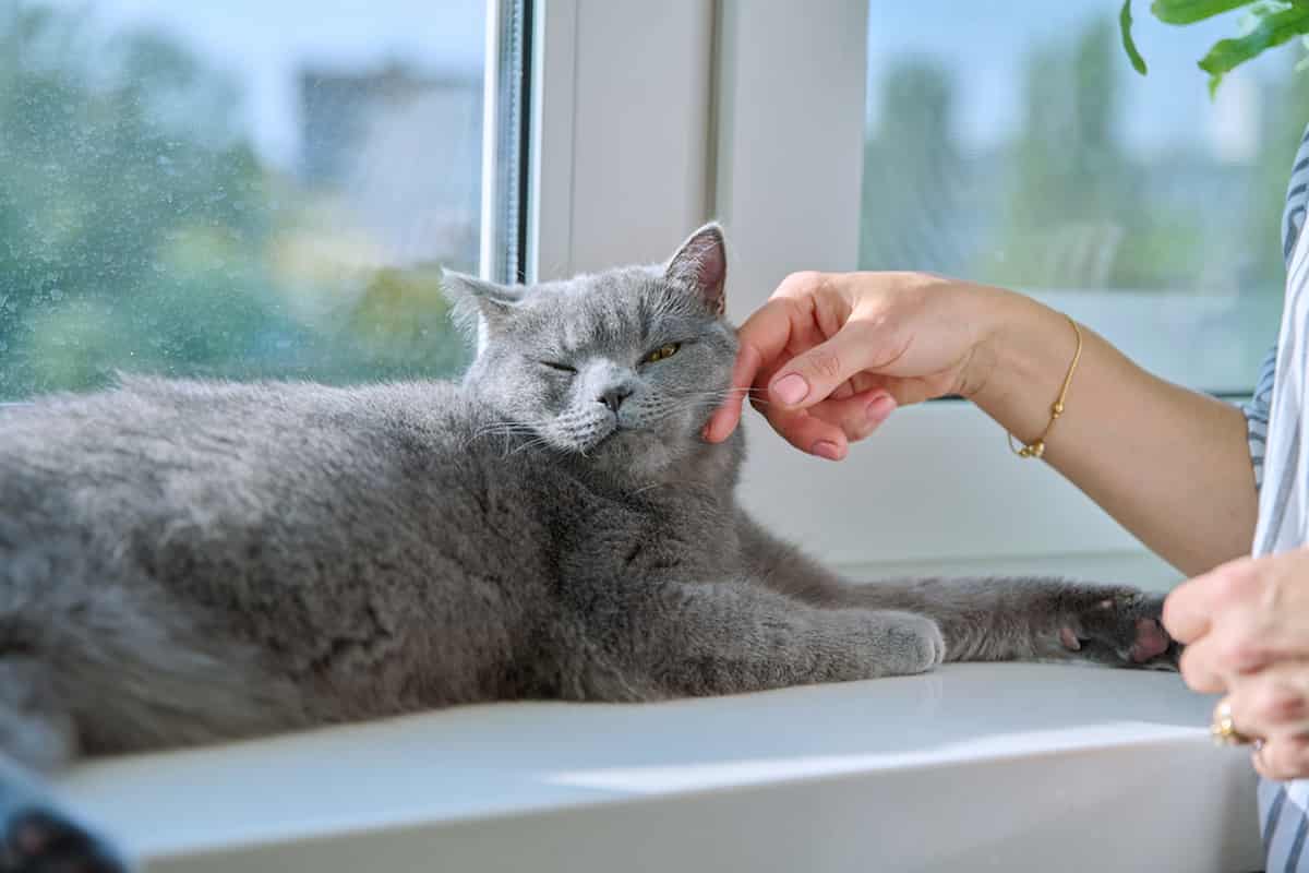 Why Do Cats Not Like Hands Breaking Down The Behavior
