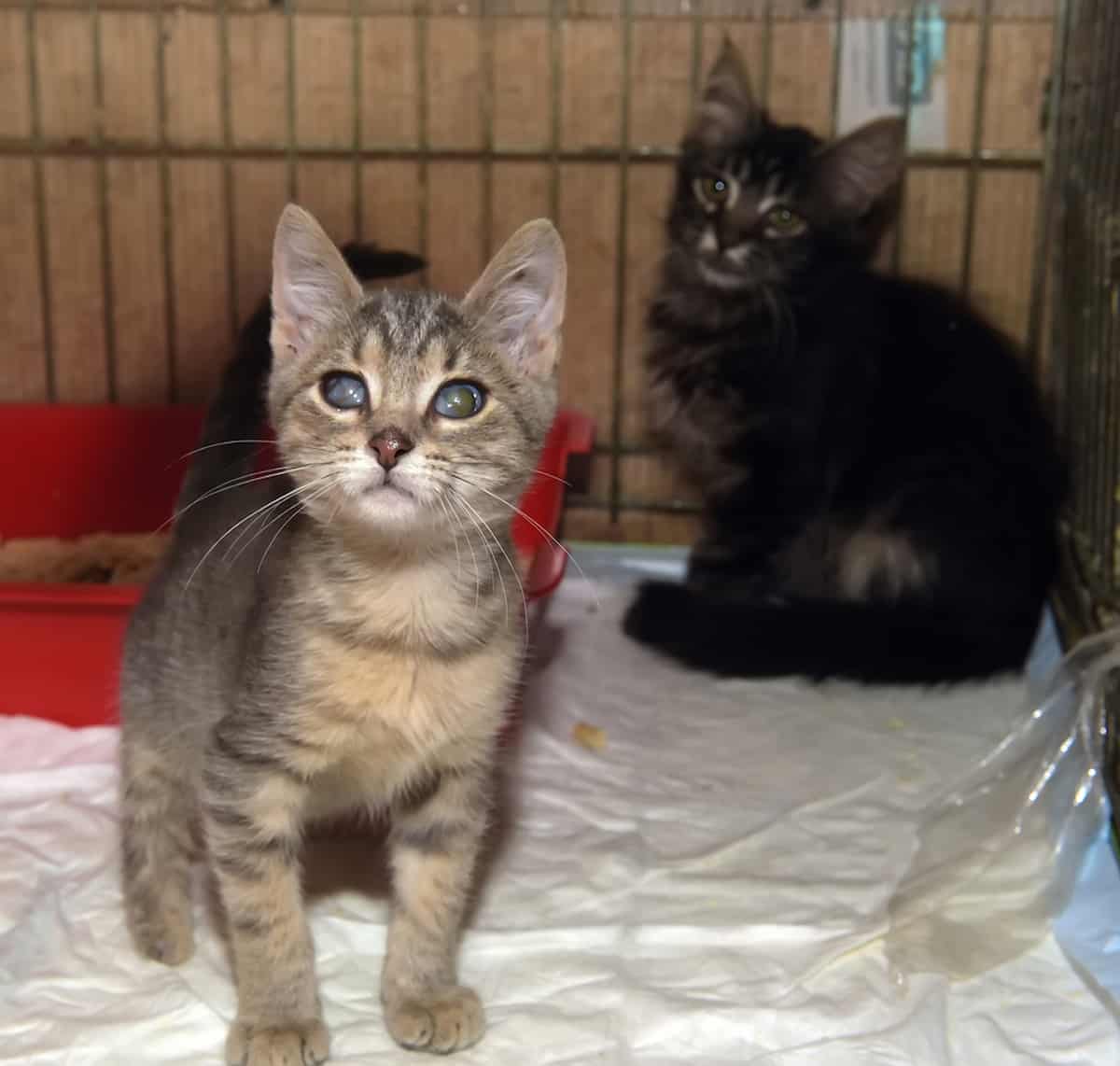 Can You Keep A Kitten In A Playpen Are They Safe?