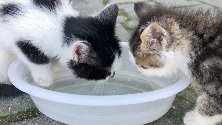 Thirsty Kitty? Here’s How to Make Your Cat Drink Water