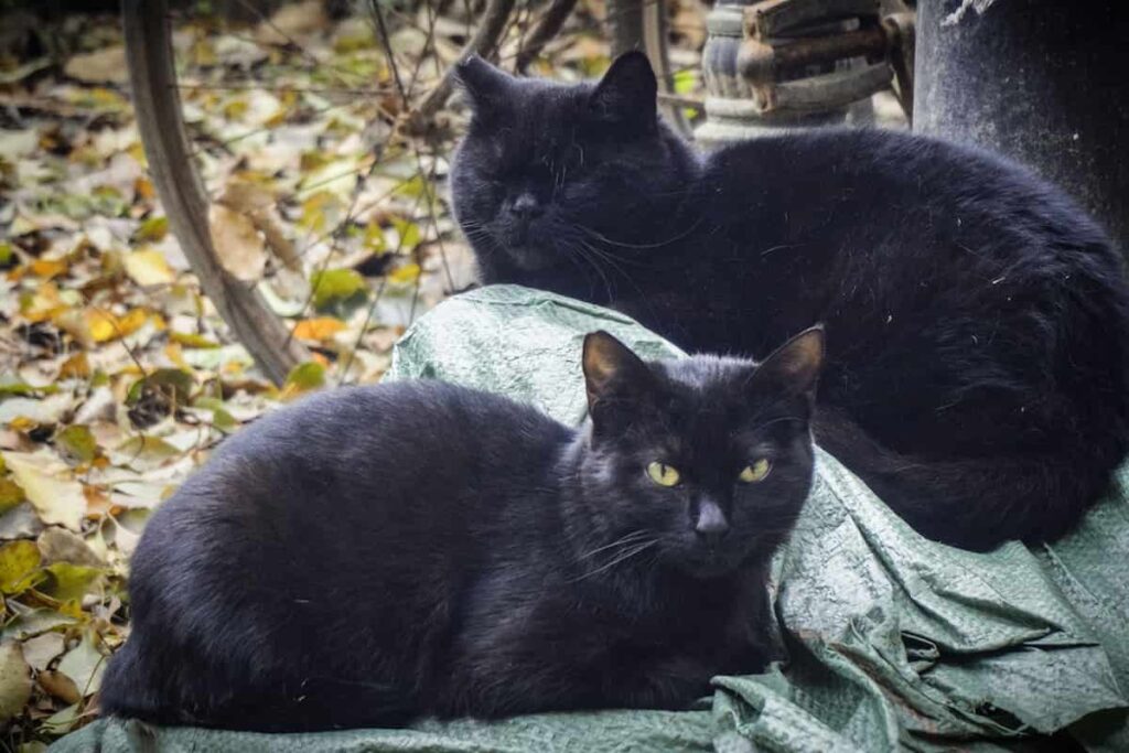 How To Stop Stray Cats From Hanging Around Your House Effective