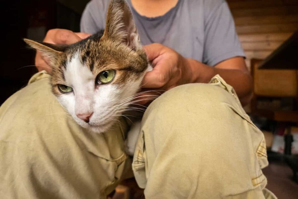 Why Do Cats Not Like Hands Breaking Down The Behavior