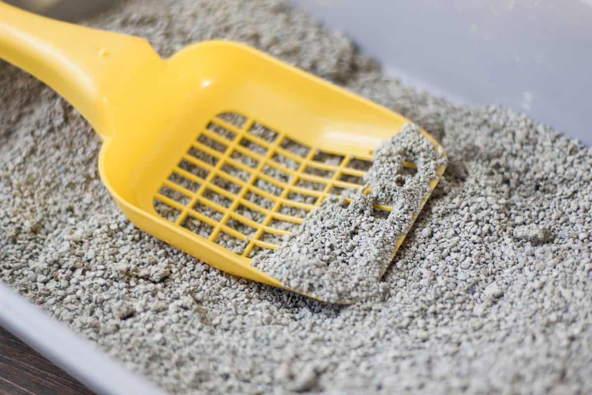 Can You Mix Clumping And NonClumping Litter