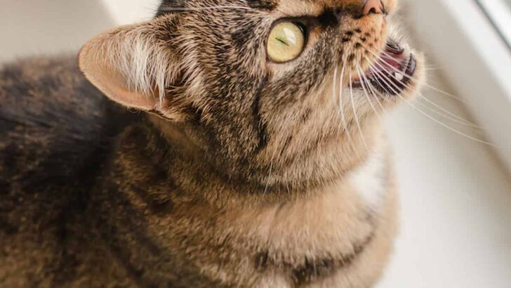 What Do Cat Meows Mean – A Deeper Look Into Feline Vocalization