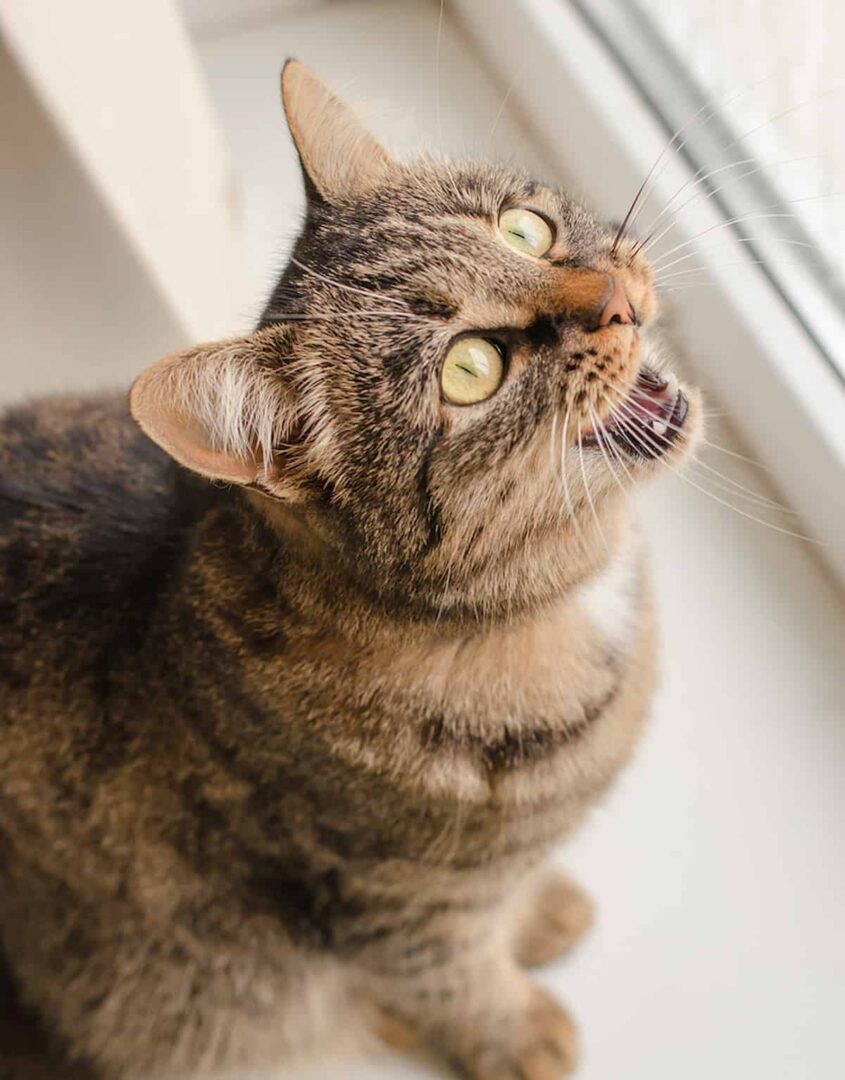 What Do Cat Meows Mean A Deeper Look Into Feline Vocalization