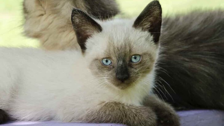 What Can I Expect From A Siamese Kitten: A Curious Owner’s Guide