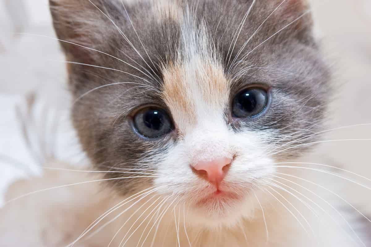 How Long Does It Take For A Cat’s Whiskers To Grow Back