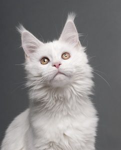 white coon cat