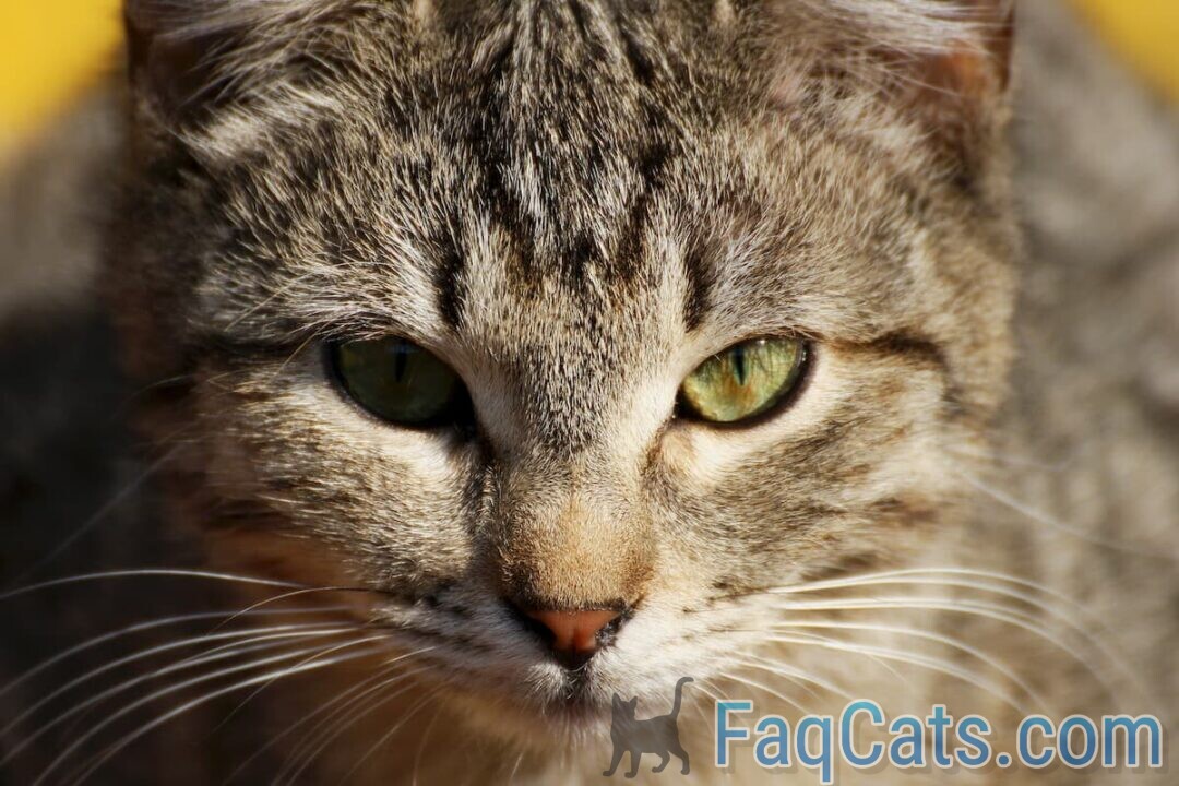 Why Do Cats Pupils Get Big The Unique Answer