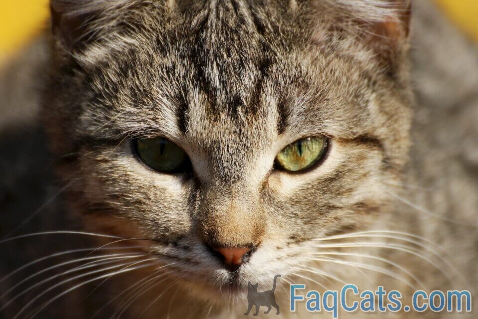 Why Do Cats Pupils Get Big The Unique Answer