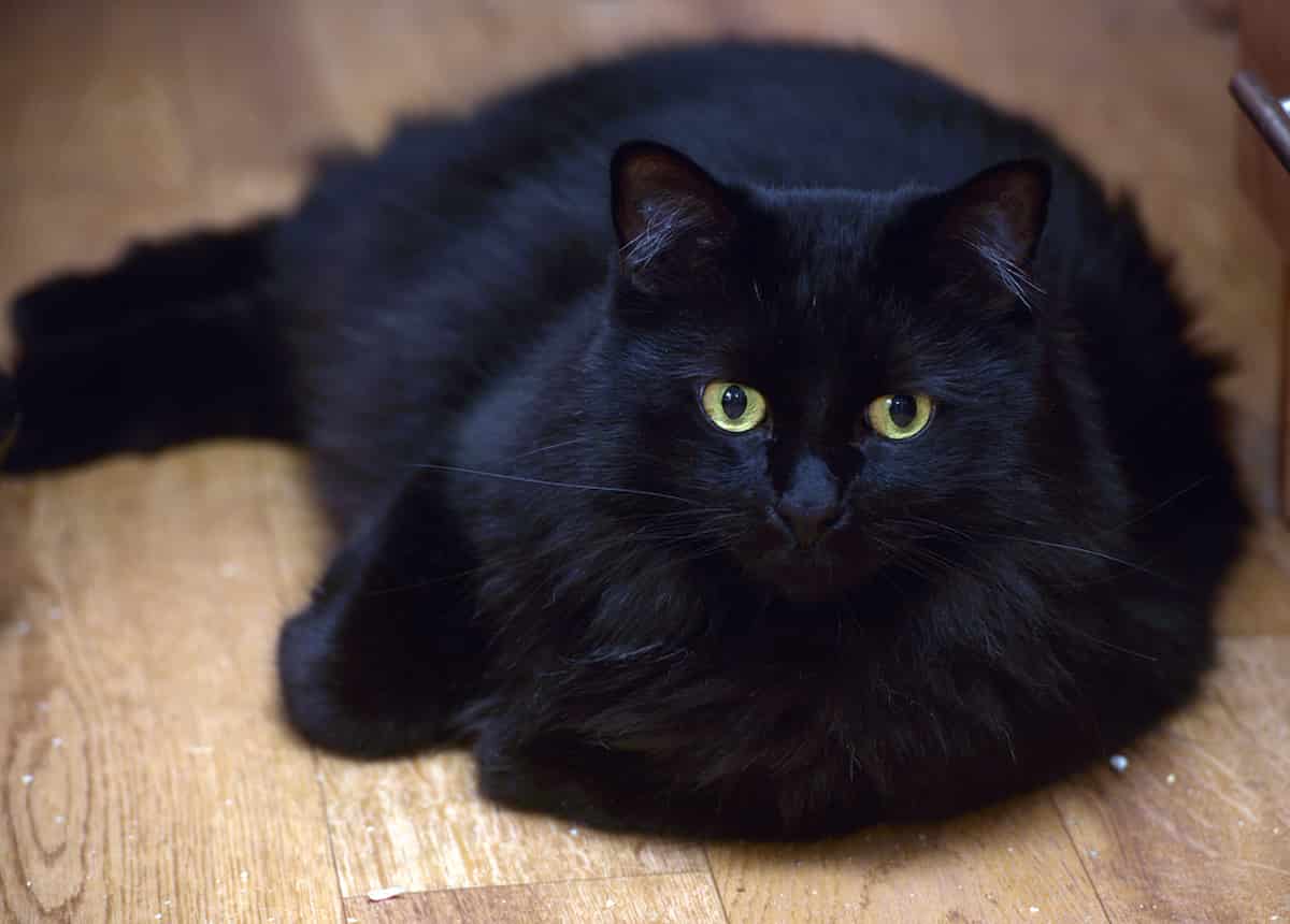 Why Are Black Cats Called Void The Weird Reasons Surrounding It
